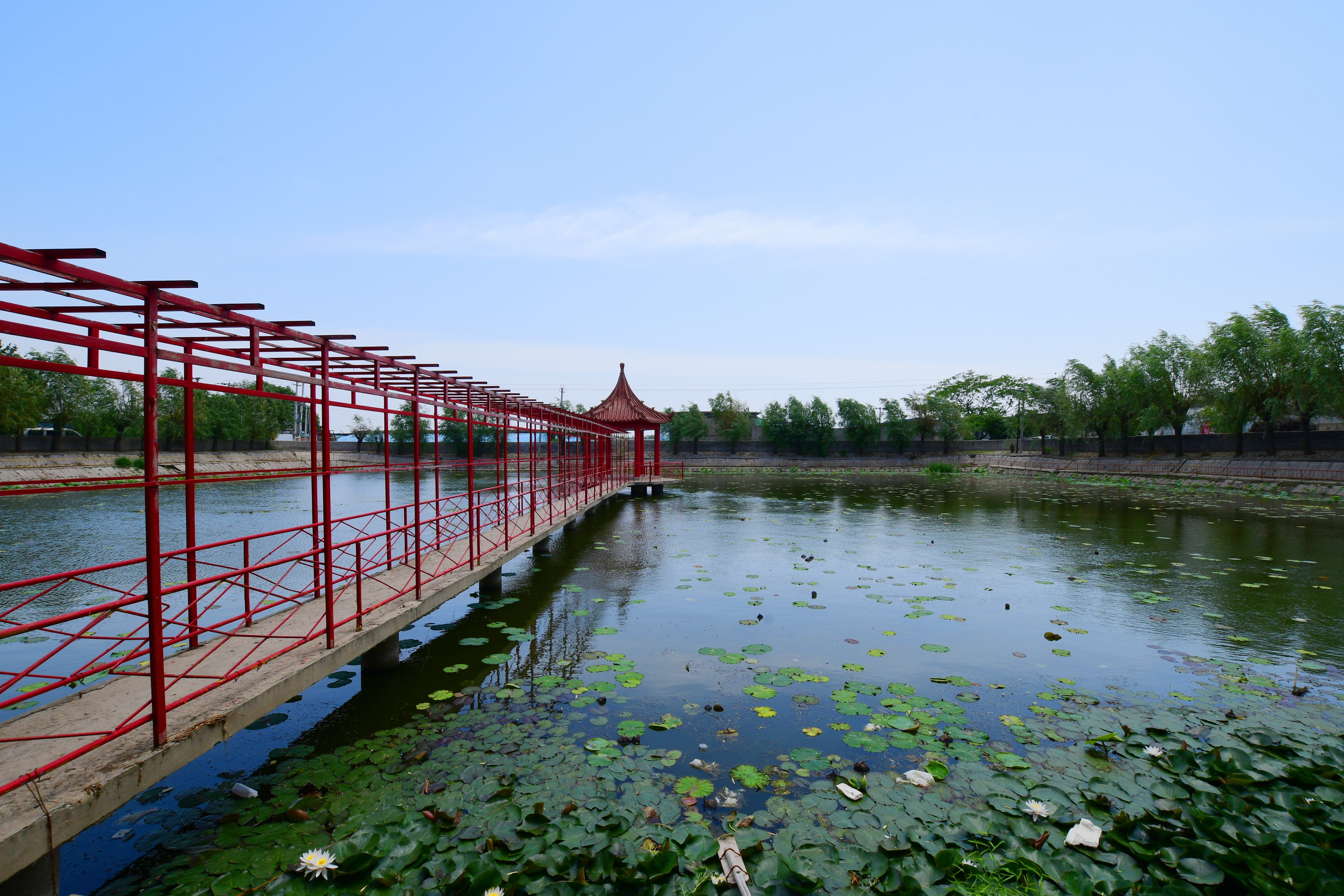 莲花公园